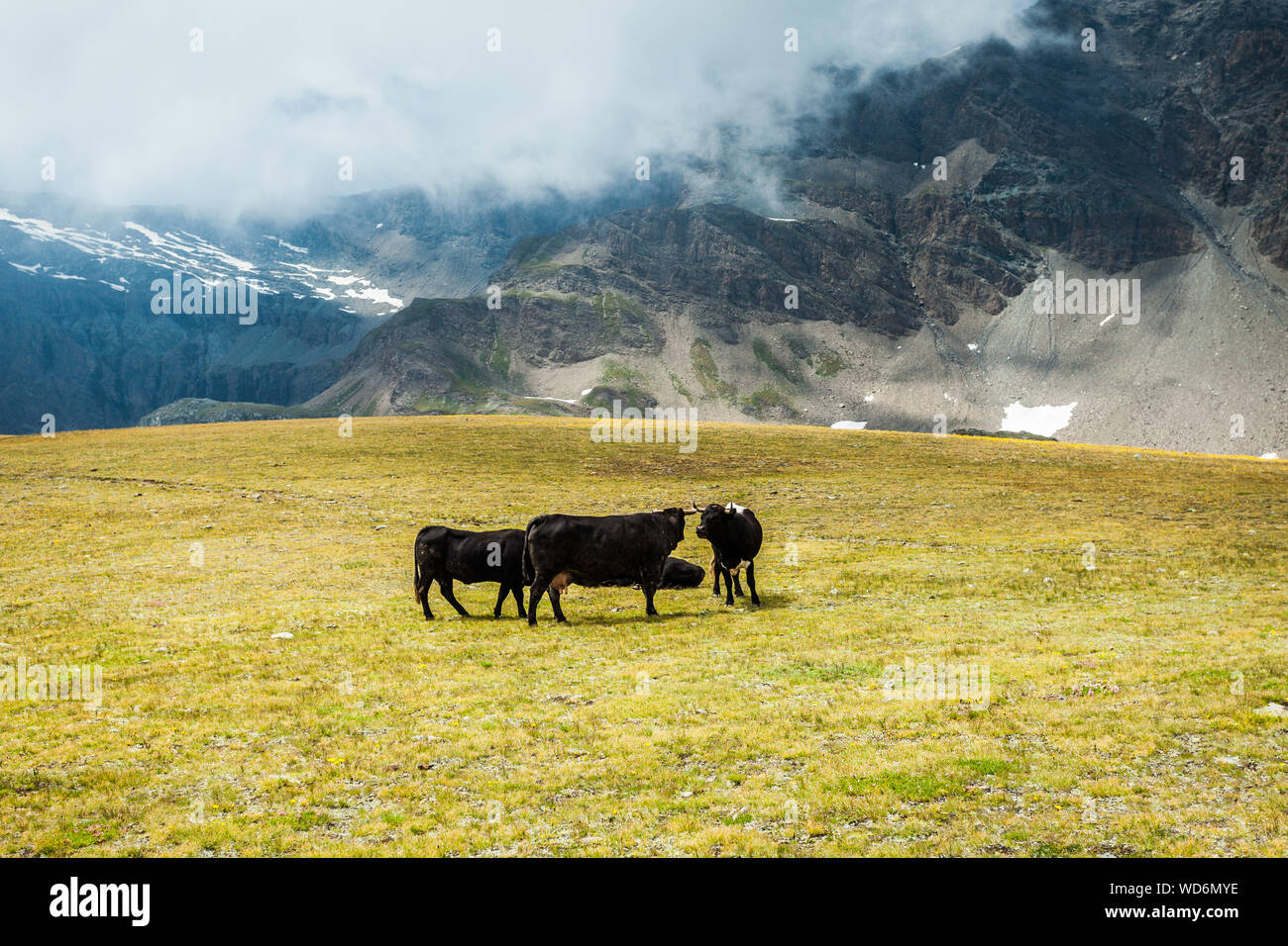 Cows On Grassy Field Against Mountains At Gran Paradiso National Park Stock Photo