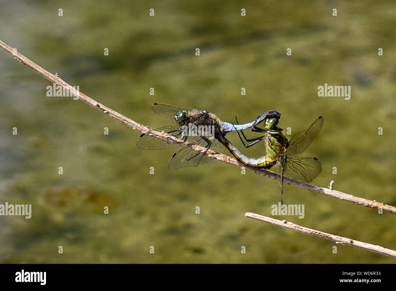 Couple of blue chaser dragonflies coupling during summertime in Ticino Park, Lombardy, Italy. Stock Photo