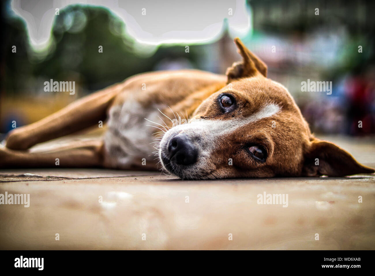 a stray dog relaxing in the streets of hyderabad Stock Photo Alamy