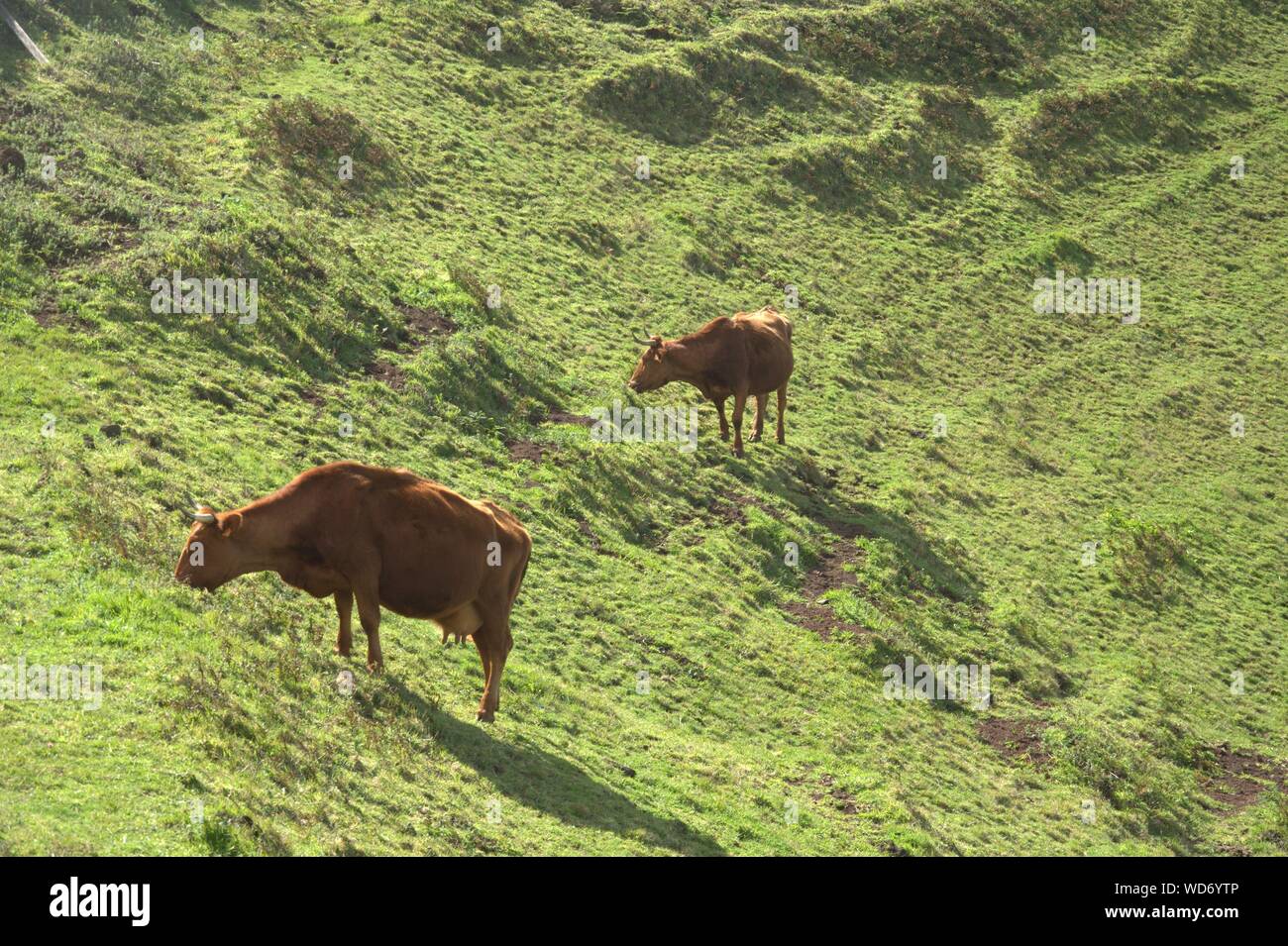 Cows Grazing In A Field Stock Photo