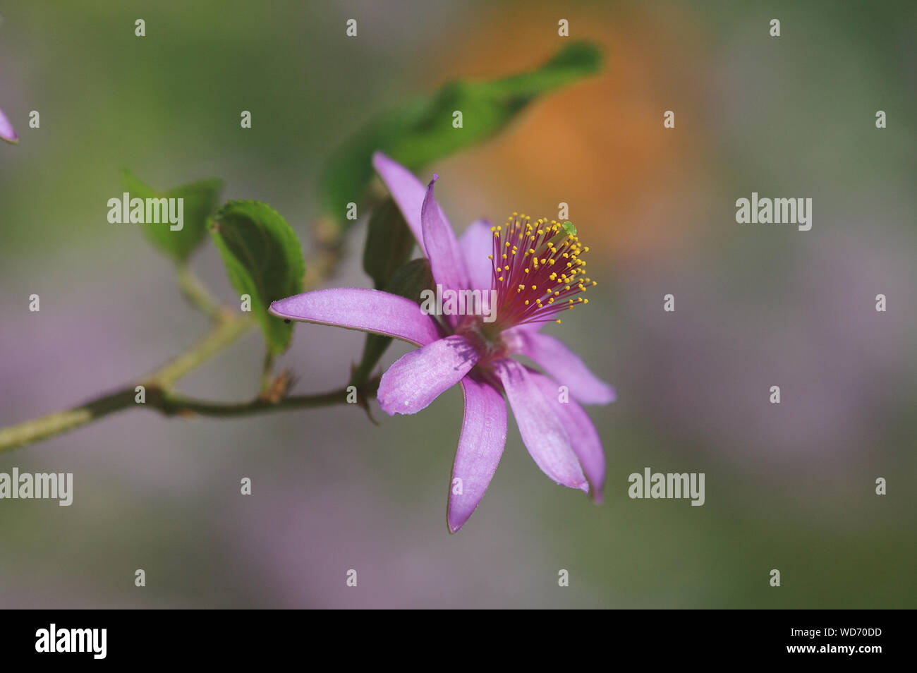 Grewia occidentalis flower Stock Photo