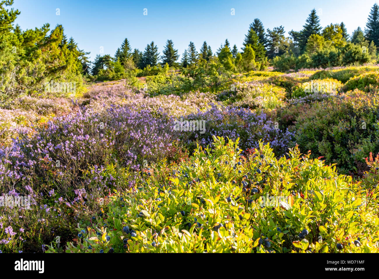 Field of heather and blueberries, taken in the morning in Mont Pilat, France Stock Photo