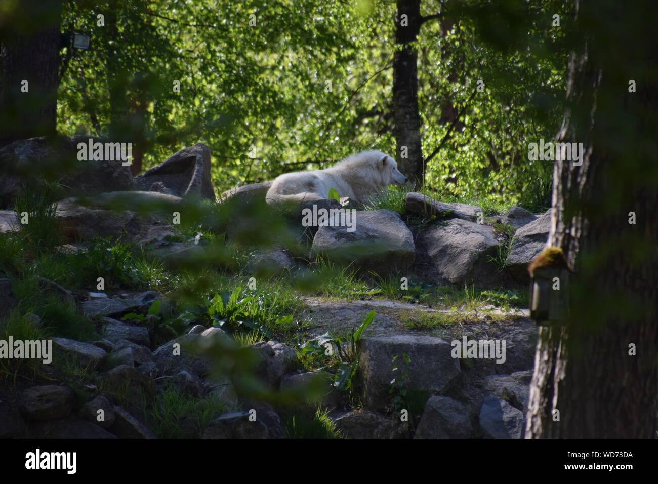 White Fox In Rocks Sitting fox on white hi-res stock photography and images - Alamy