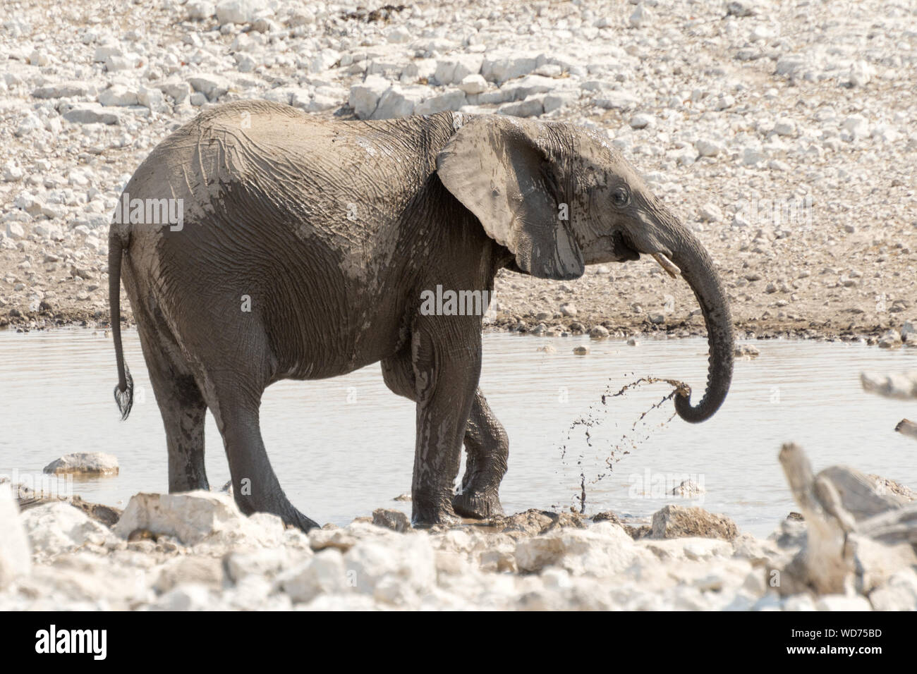 View Of Elephant Standing By Watering Hole Stock Photo - Alamy