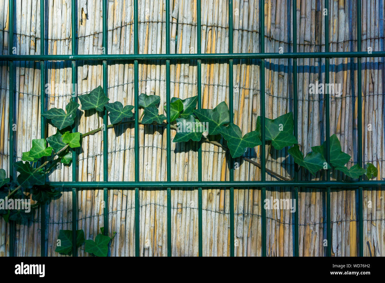 Fence with ivy growing hi-res stock photography and images - Alamy