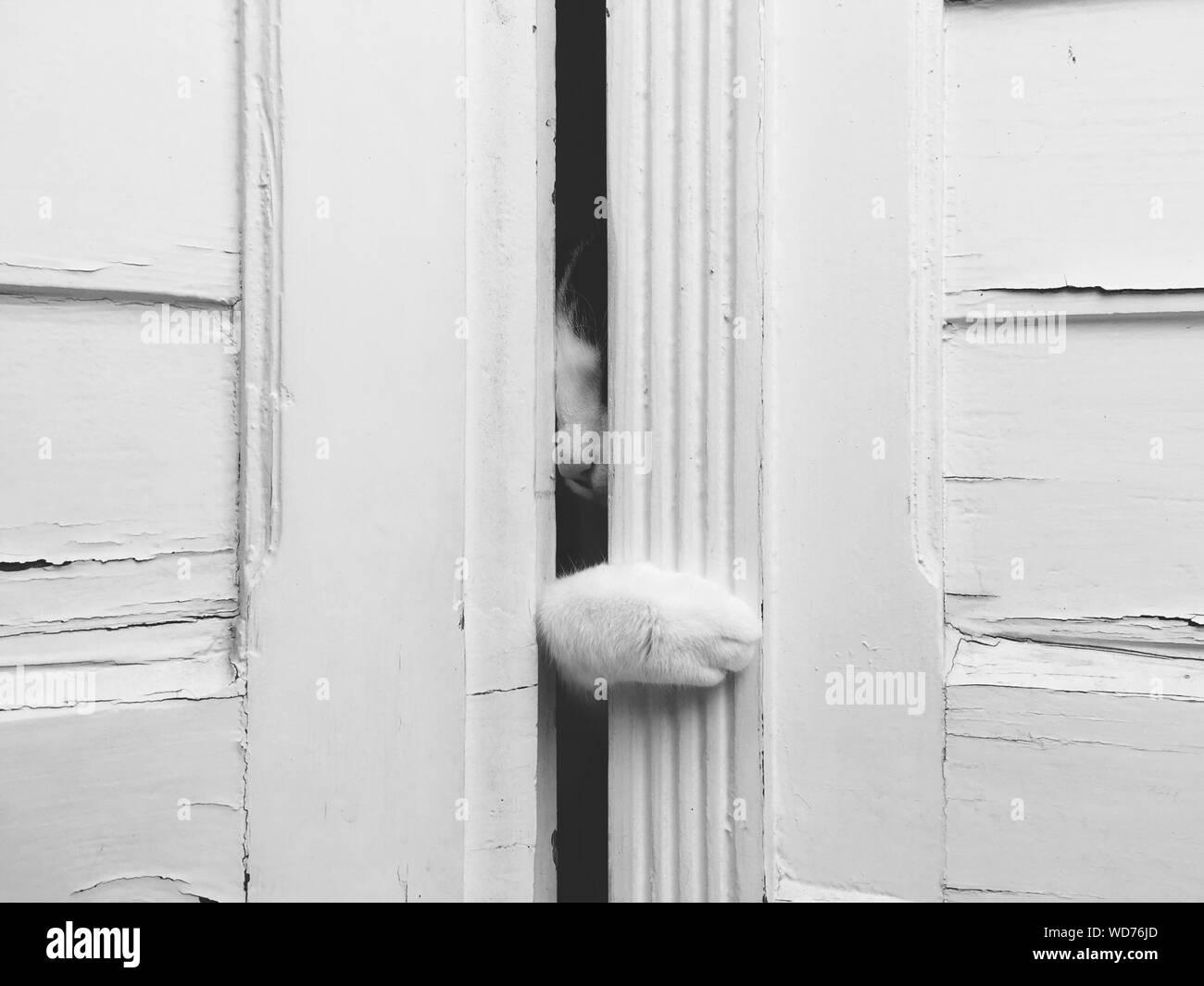 Cat through cat door Black and White Stock Photos & Images Alamy