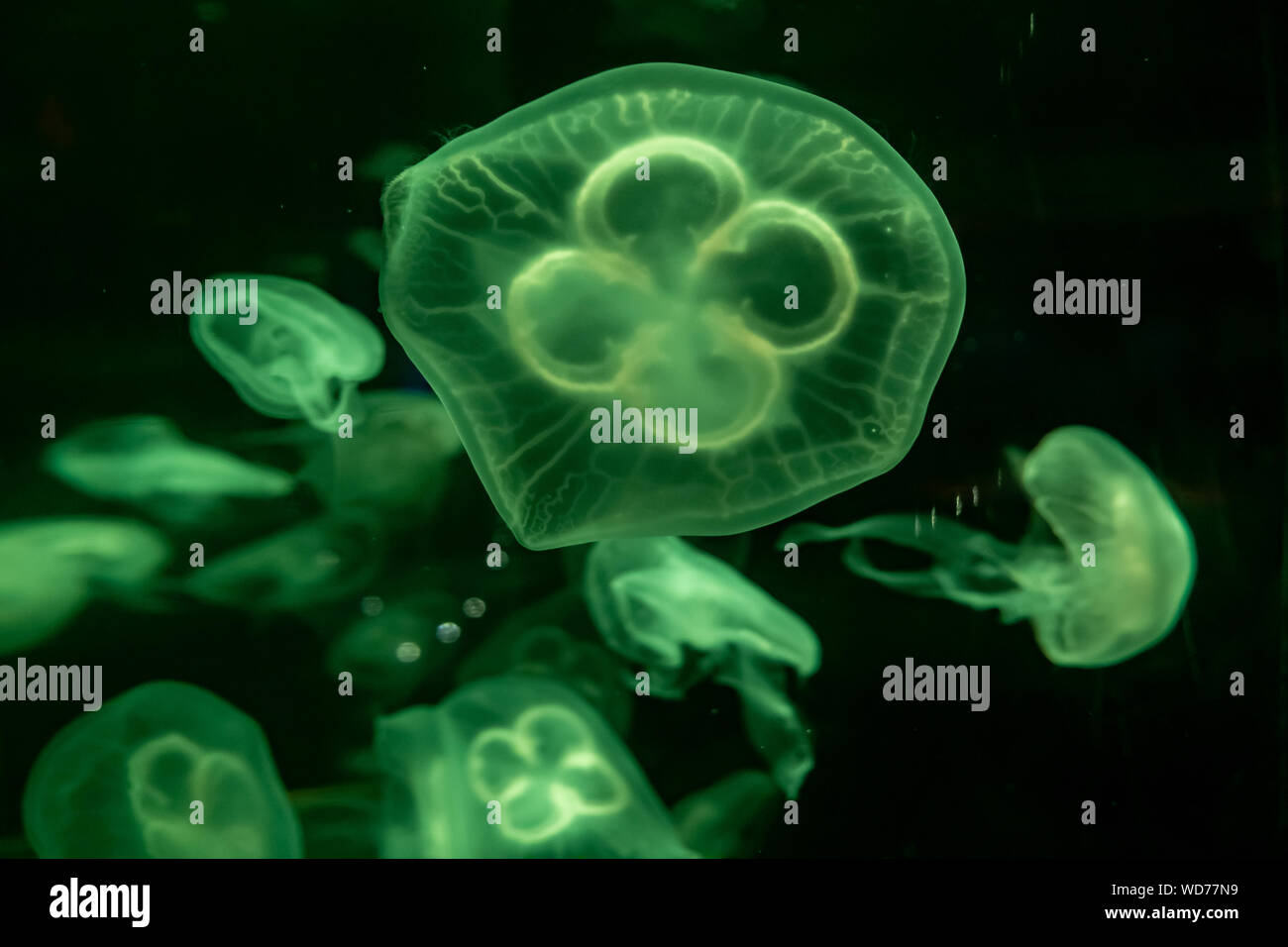 green Sea Moon Jellyfish on a black background, close up Stock Photo ...