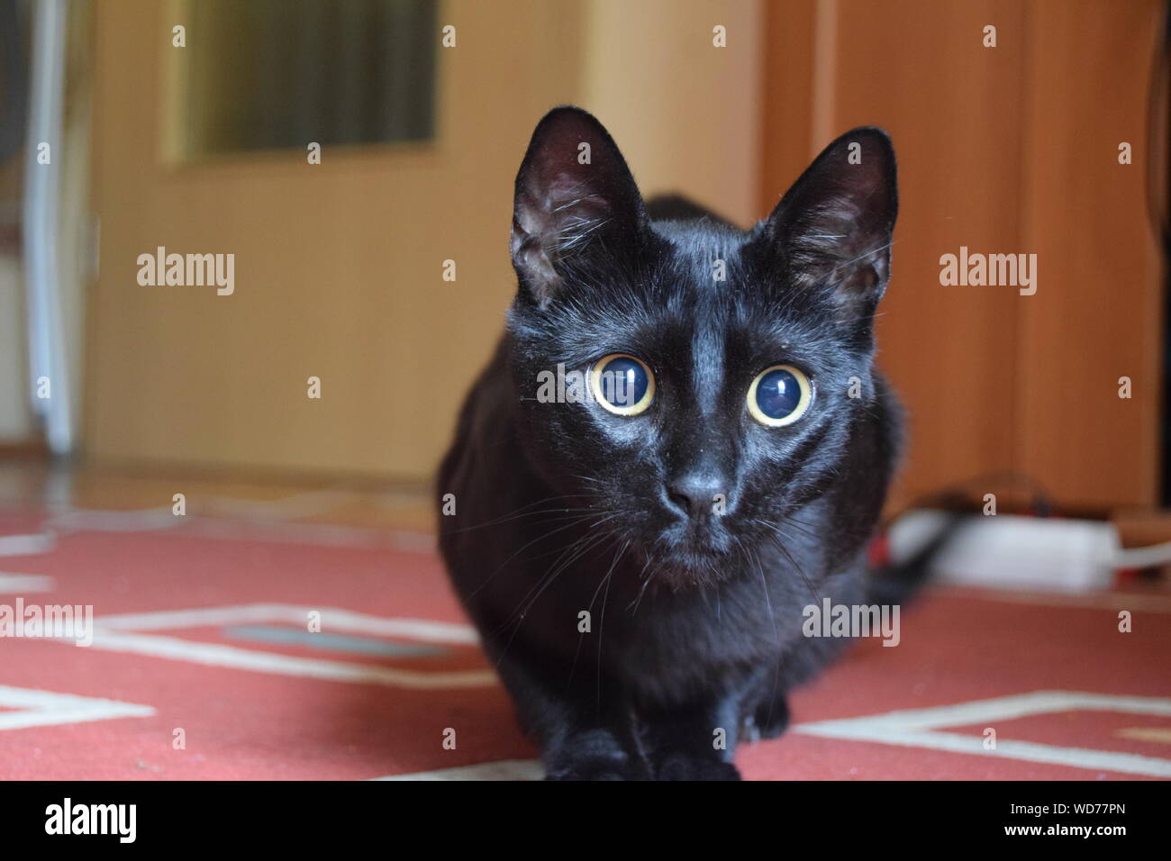 Portrait Of Black Cat At Home Stock Photo Alamy