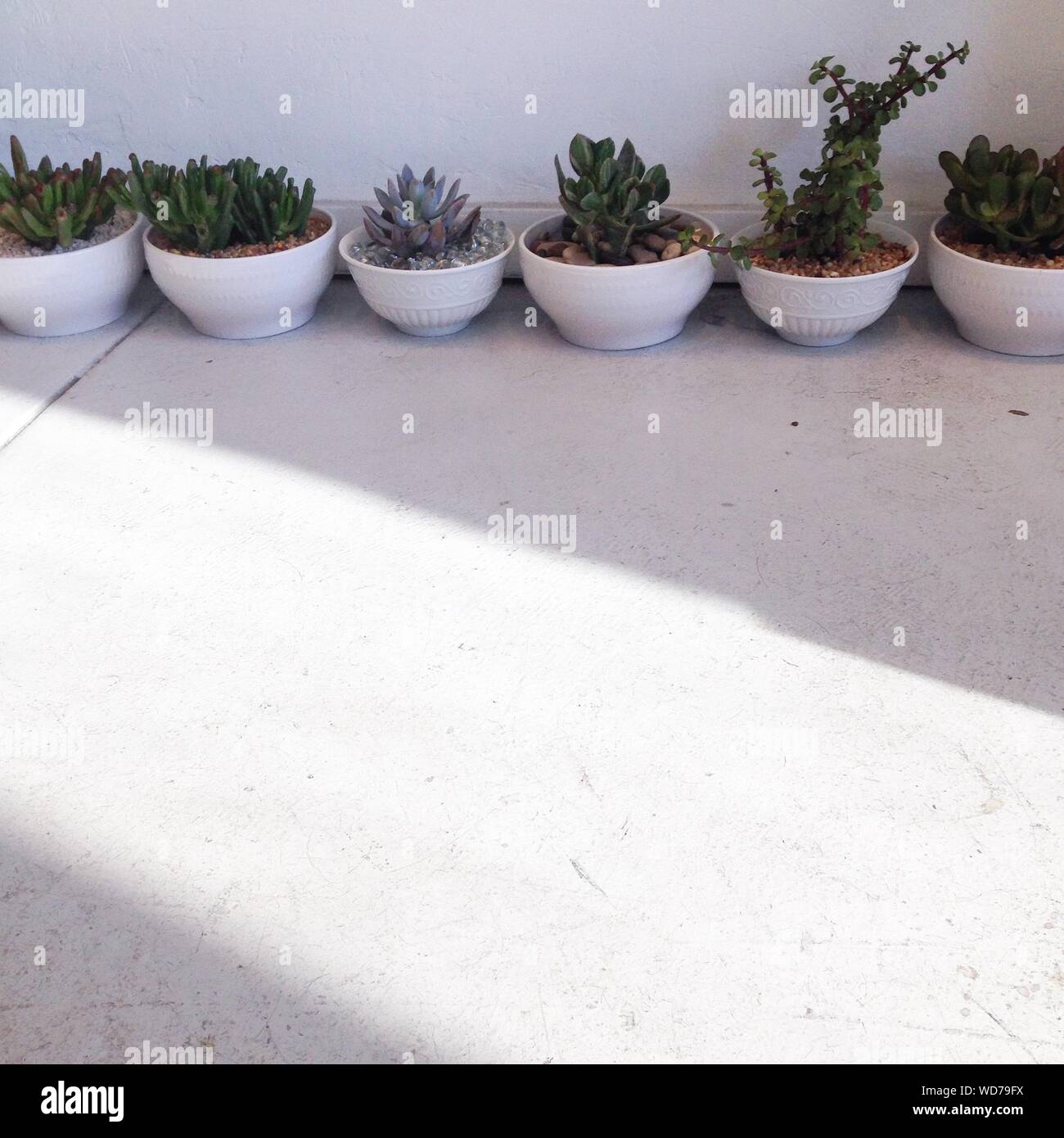 Potted Plants Outside House Stock Photo Alamy