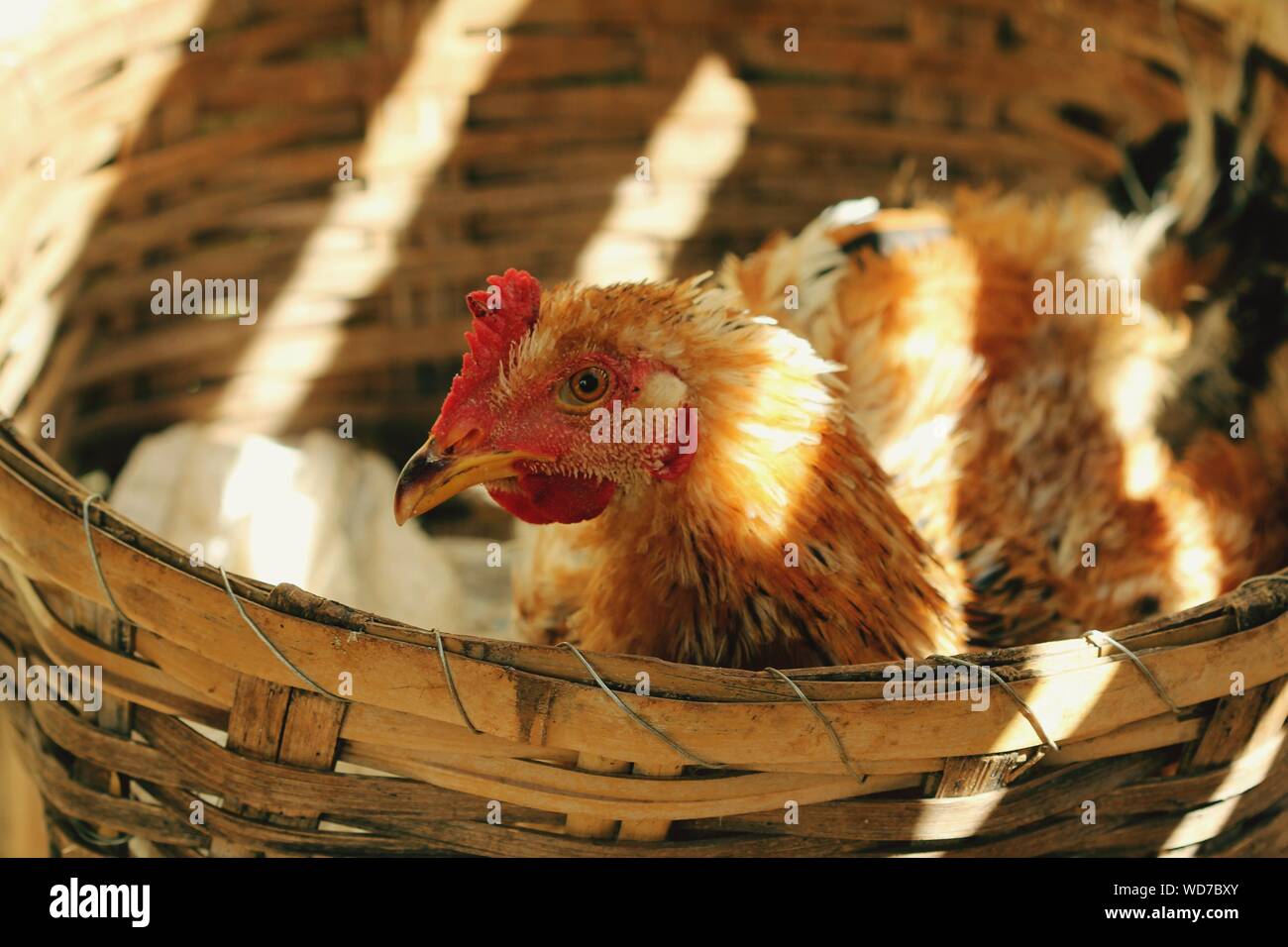 Hen basket hires stock photography and images Alamy