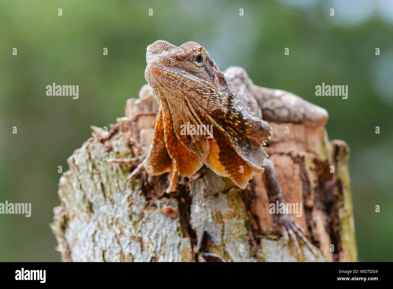 Close-up Of Frilled Lizard On Wood Stock Photo