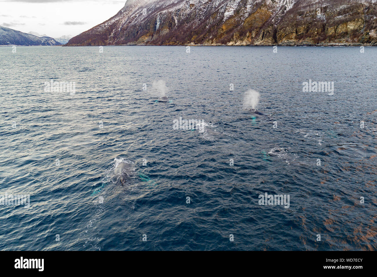 Arial view of humpback whales, Megaptera novaeangliae, Kvaloyvagen, Norway, Atlantic Ocean Stock Photo