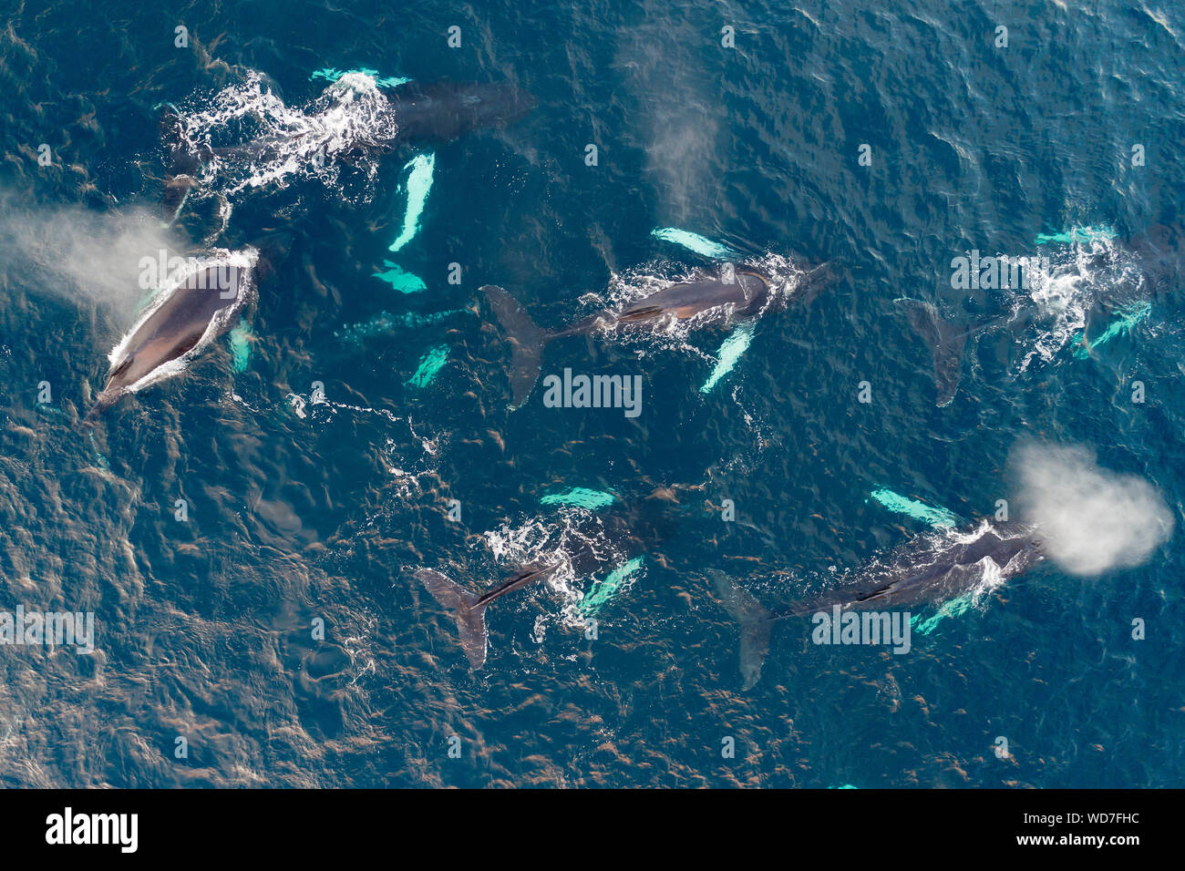 Arial view of humpback whales, Megaptera novaeangliae, Kvaloyvagen, Norway, Atlantic Ocean Stock Photo