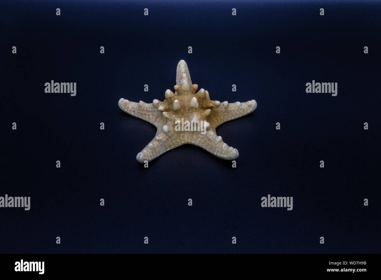 Skeleton of the Horned Sea Star (Protoreaster sp.) on the black background on the black background Stock Photo