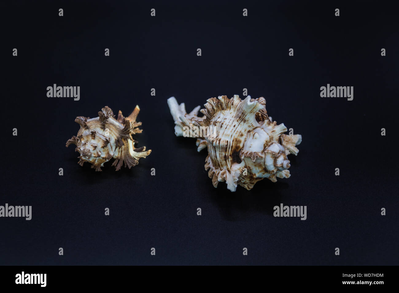 Shells of the predatory sea snails of family Muricidae, also known as murex snails or rock snails on the black background Stock Photo