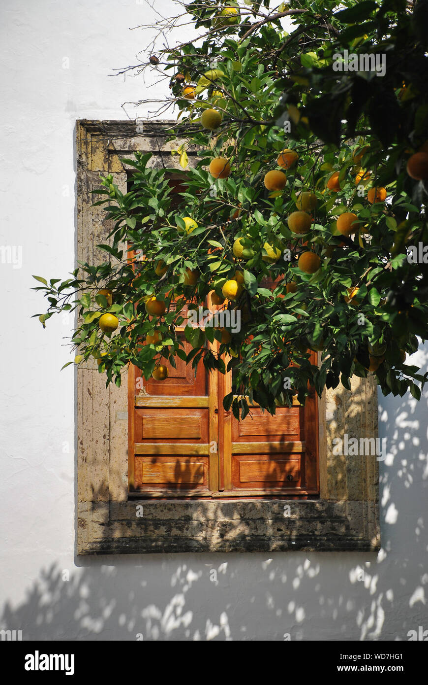 Orange Tree By Window During Sunny Day Stock Photo