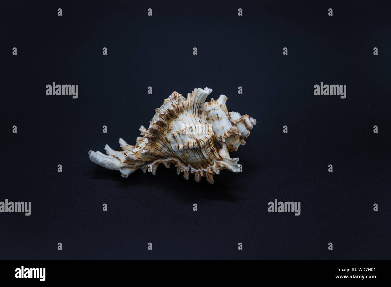 Shell of the predatory sea snails of family Muricidae, also known as murex snails or rock snails on the black background Stock Photo
