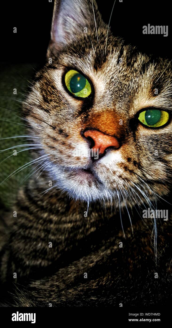 Cat Eyes Night High Resolution Stock Photography and Images Alamy