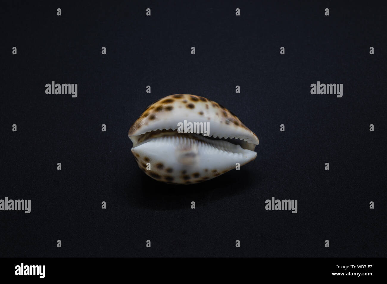 Shell of a sea cowry snail on black background on the black background Stock Photo