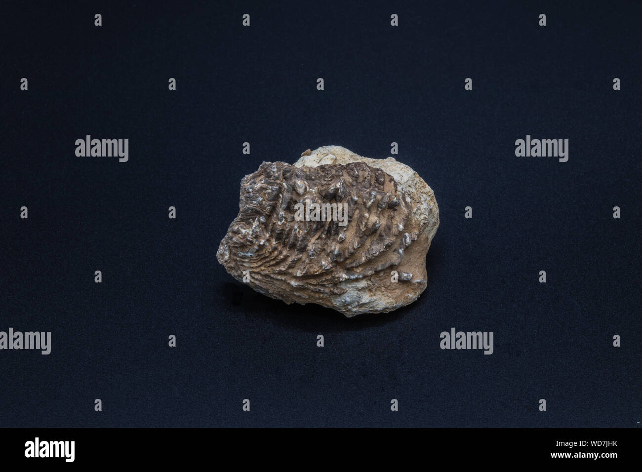 Fossil shell of a sea bivalve mollusk from Cenozoic sedimentary rocks of Saudi Arabia on the black background Stock Photo