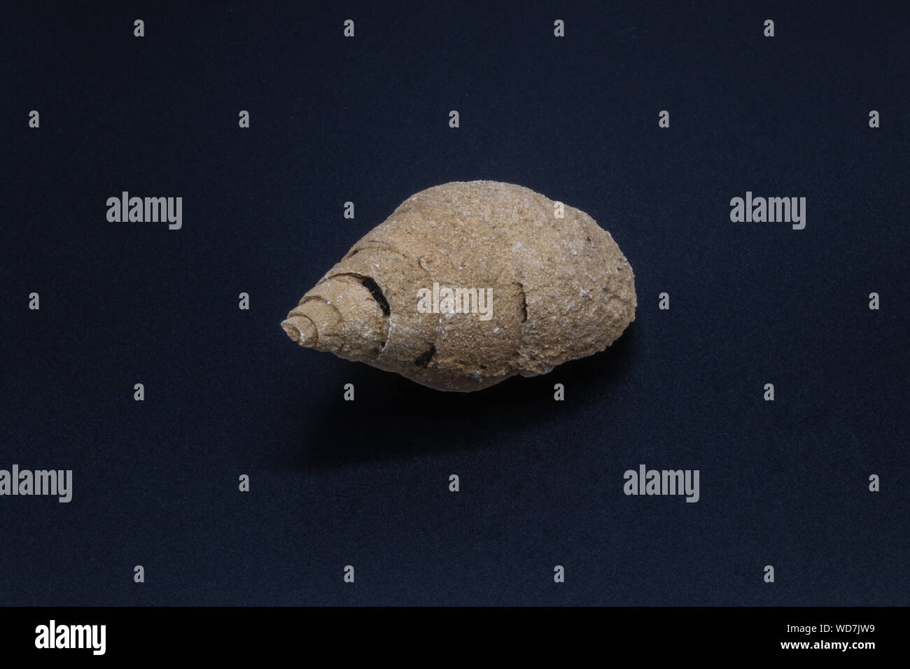 Fossil shell of a sea snail from Cenozoic sedimentary rocks of Saudi Arabia on the black background Stock Photo