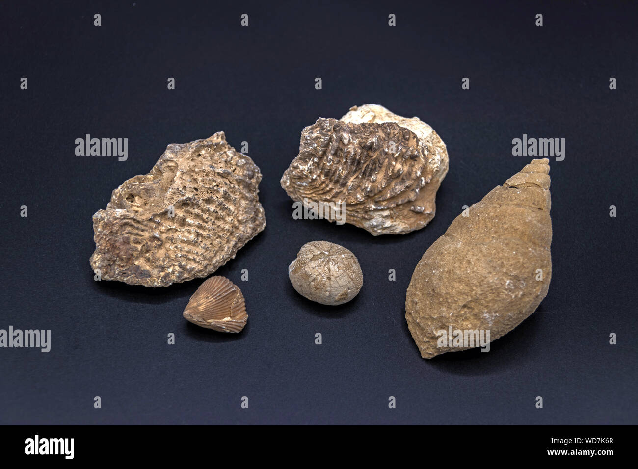 Fossil shells of sea mollusks and sea urchin (in the center) from Cenozoic sedimentary rocks of Saudi Arabia Stock Photo