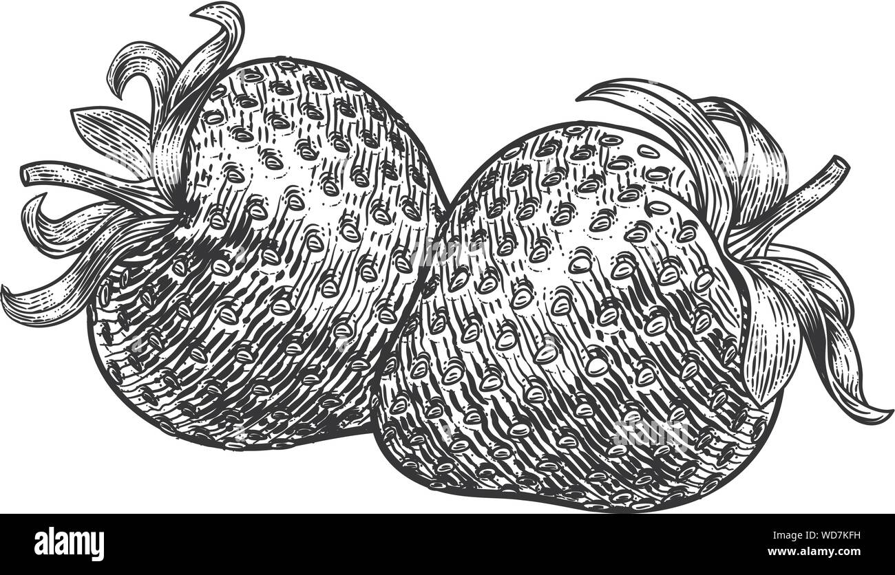 Strawberry Vintage Woodcut Illustration Stock Vector