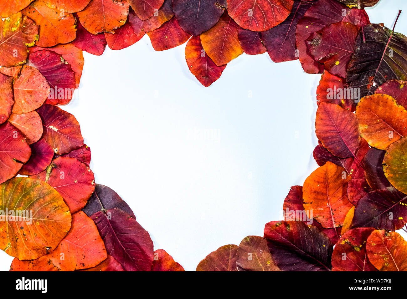 Autumn red leaflets of cotinus coggygria on a white background in the shape of a heart. copyspace of autumn leaves. Stock Photo