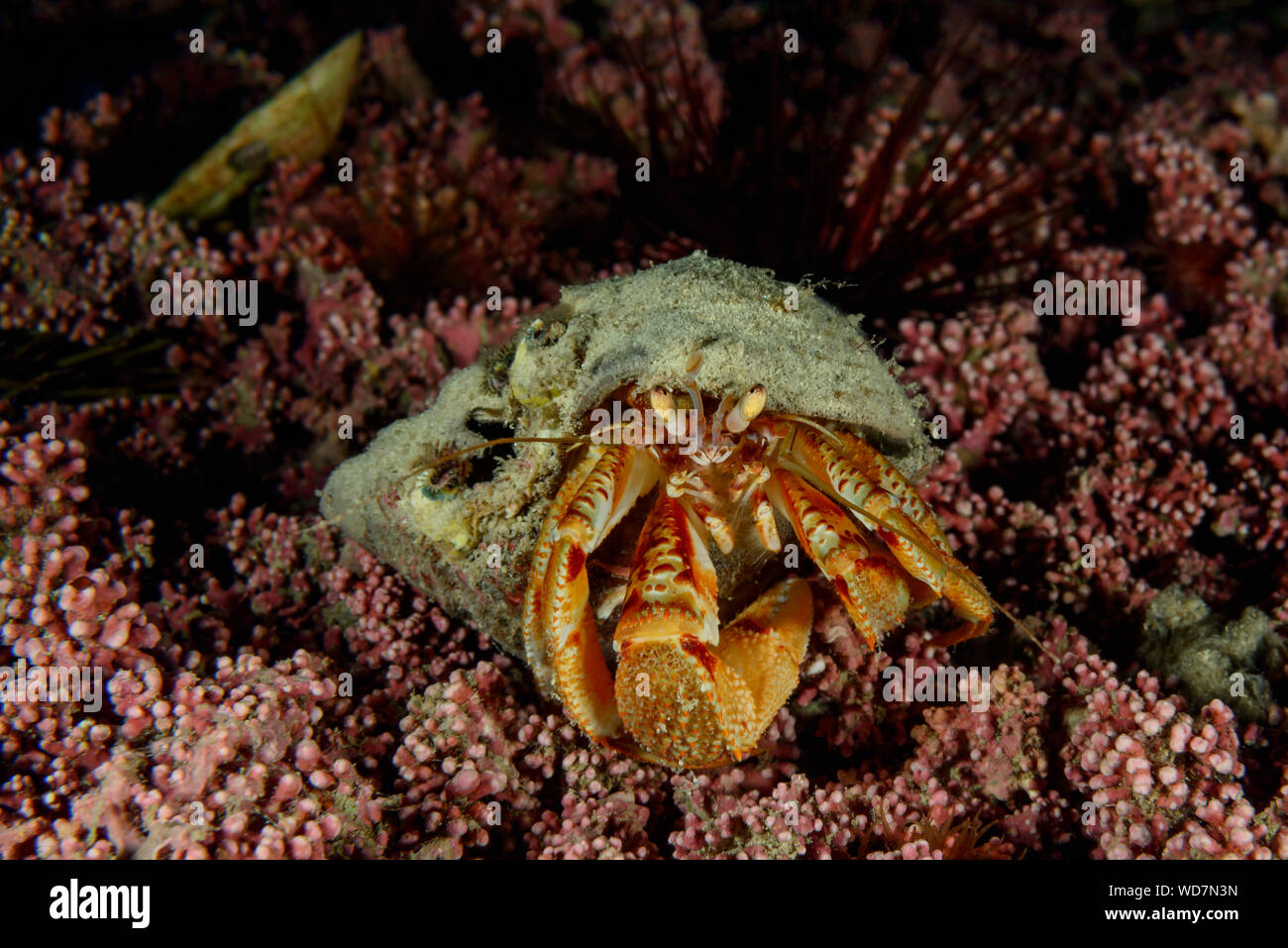 Common hermit crab, Pagurus bernhardus, Kvaloyvagen, Norway, Atlantic Ocean Stock Photo