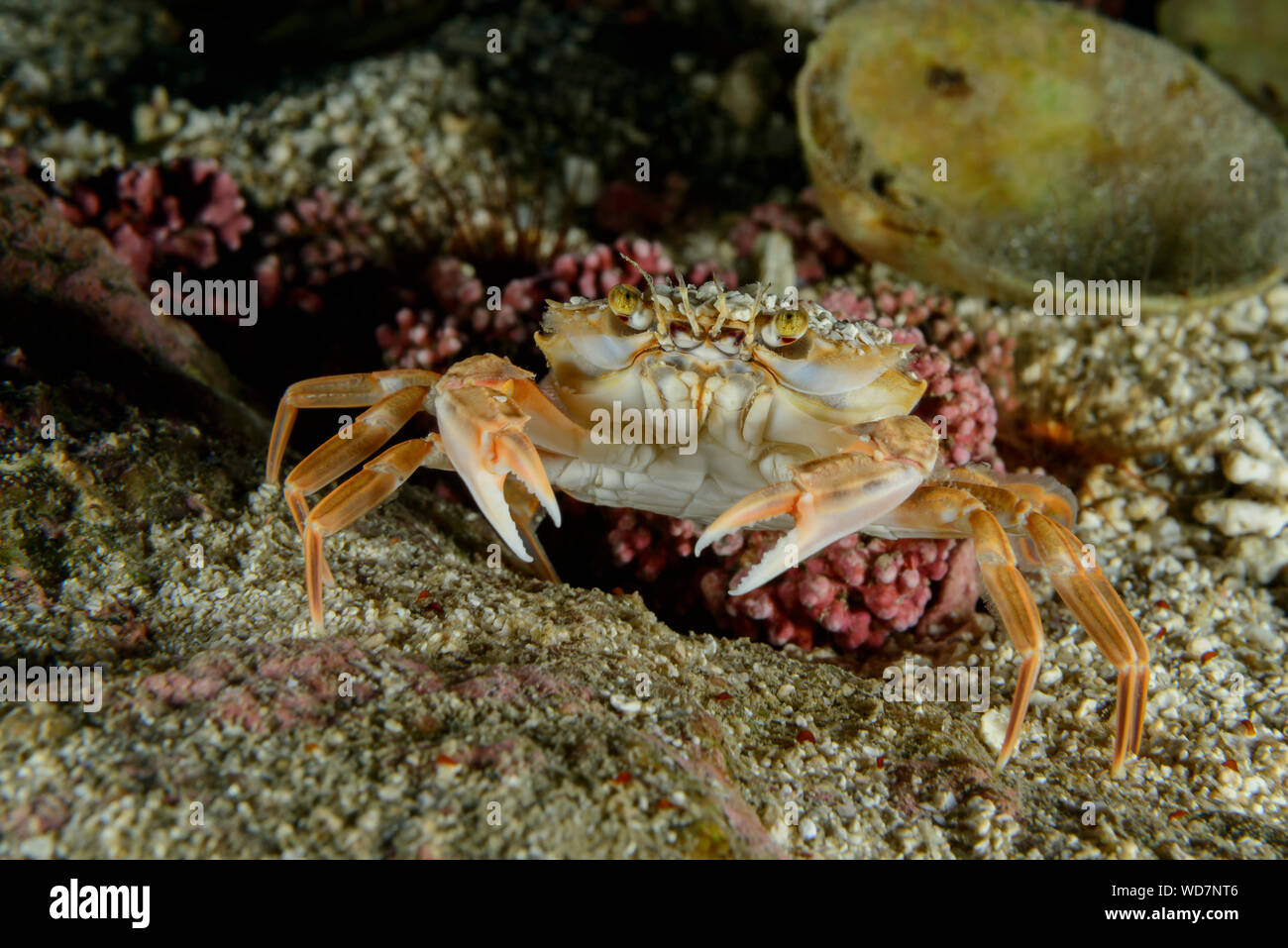 Harbour crab, Liocarcinus depurator, Kvaloyvagen, Norway, Atlantic Ocean Stock Photo