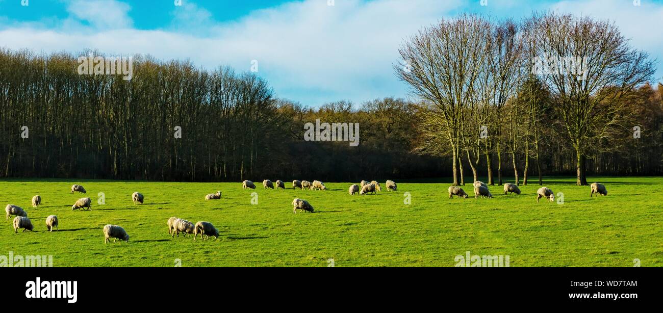 Flock Of Sheep Grazing On Pasture Land Stock Photo