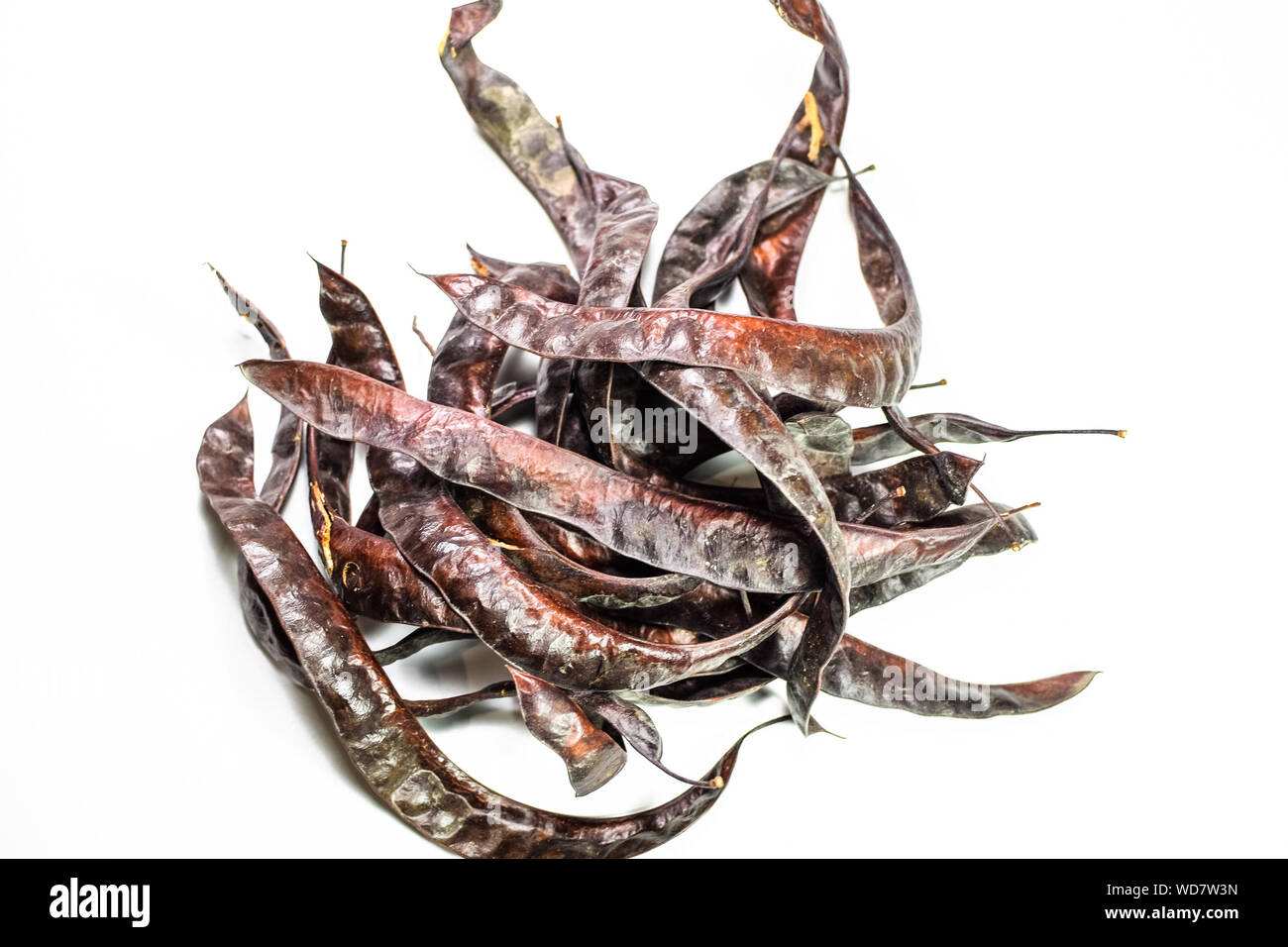 Gleditsia triacantnos, pods on a white background Stock Photo