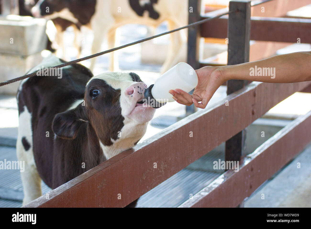 Closeup Baby cow feeding on milk bottle by hand women in Thailand