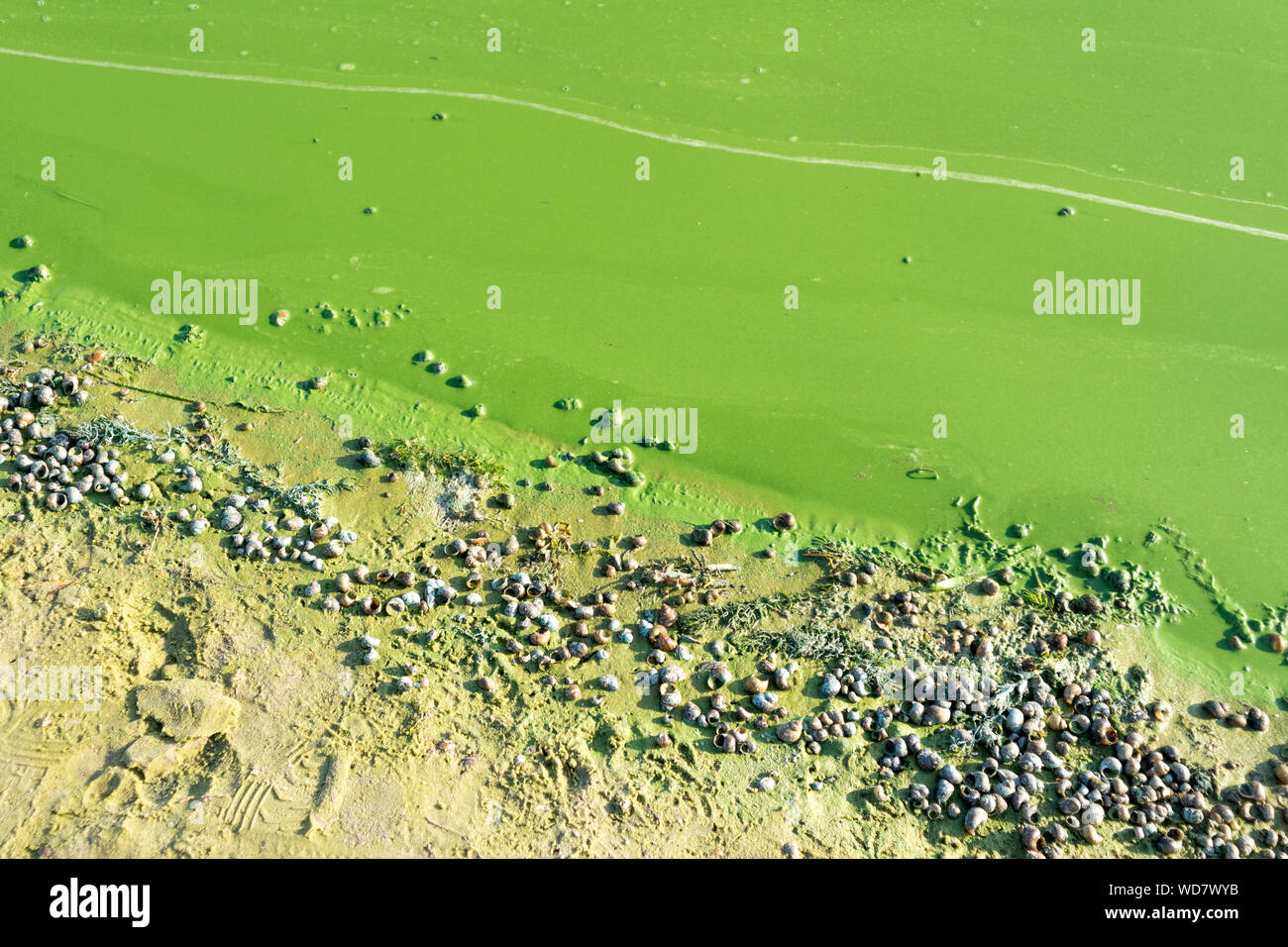 Riverside with algae polluted green water and dead river shells. Stock Photo