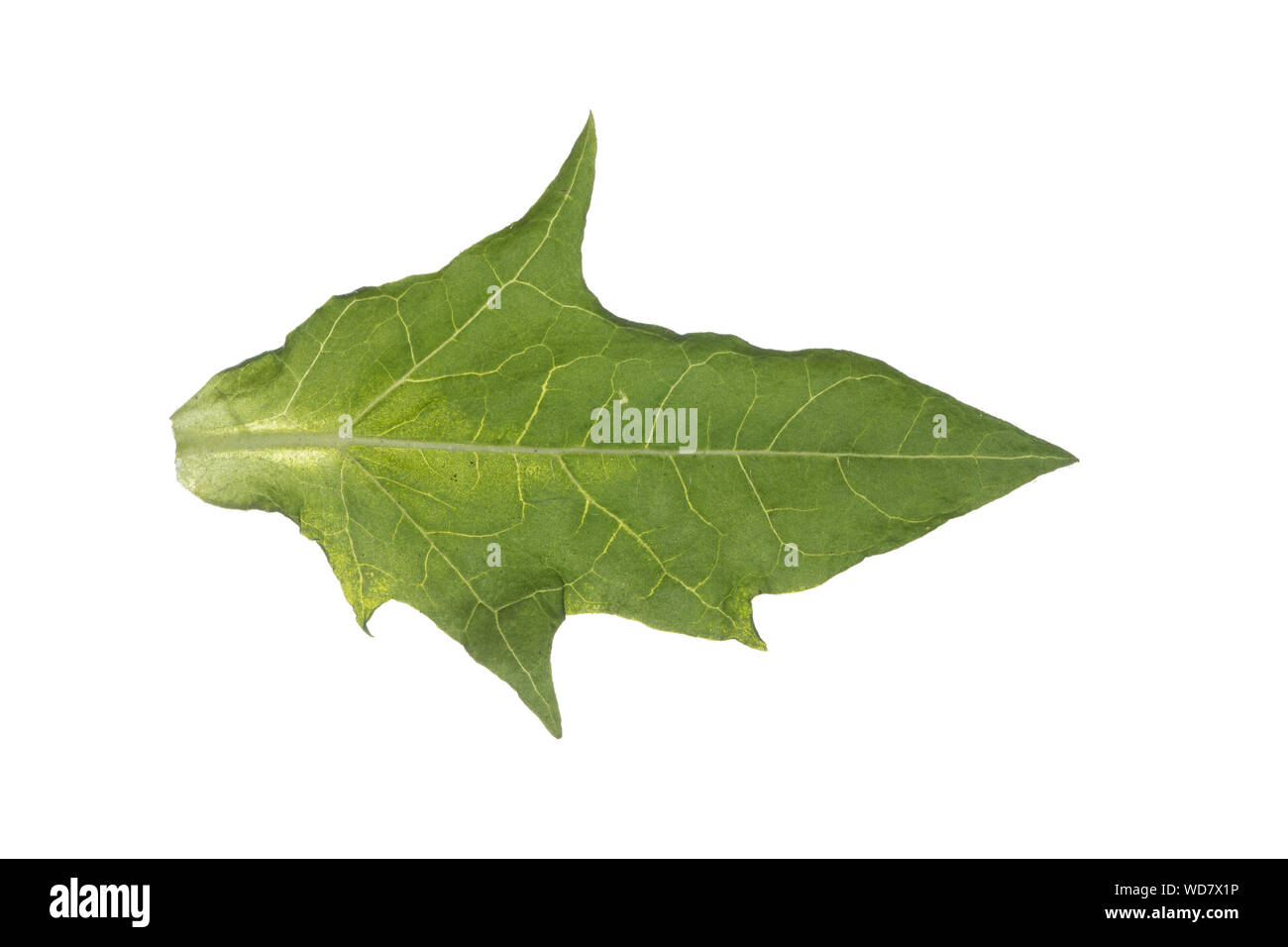 Schwarzes Bilsenkraut, Bilsenkraut, Bilsen-Kraut, „Hexenkraut“, Hyoscyamus niger, henbane, stinking nightshade, black henbane, La jusquiame noire, Nac Stock Photo