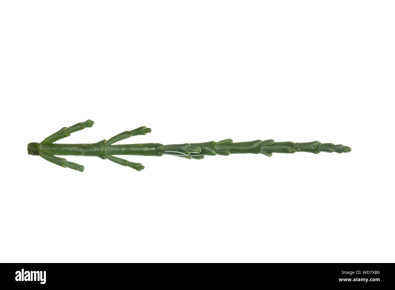 Queller, Europäischer Queller, Salicornes, Glasschmalz, Salicornia europaea, Salicornia europaea agg., Glasswort, common glasswort, La Salicorne d'Eur Stock Photo