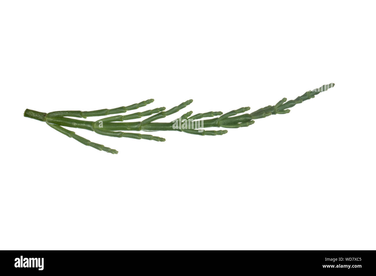 Queller, Europäischer Queller, Salicornes, Glasschmalz, Salicornia europaea, Salicornia europaea agg., Glasswort, common glasswort, La Salicorne d'Eur Stock Photo