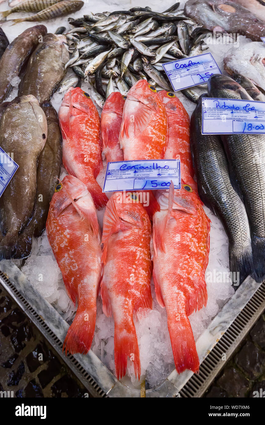 The rose fish (Sebastes norvegicus) to sell at the Livramento food ...