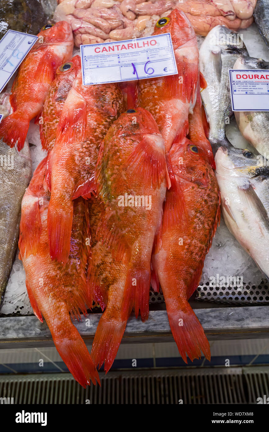 The rose fish (Sebastes norvegicus) to sell at the Livramento food ...