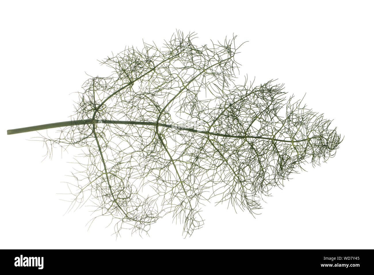 Fenchel, Foeniculum vulgare, Foeniculum officinale, Fennel, Le fenouil, le fenouil commun. Blatt, Blätter, leaf, leaves Stock Photo