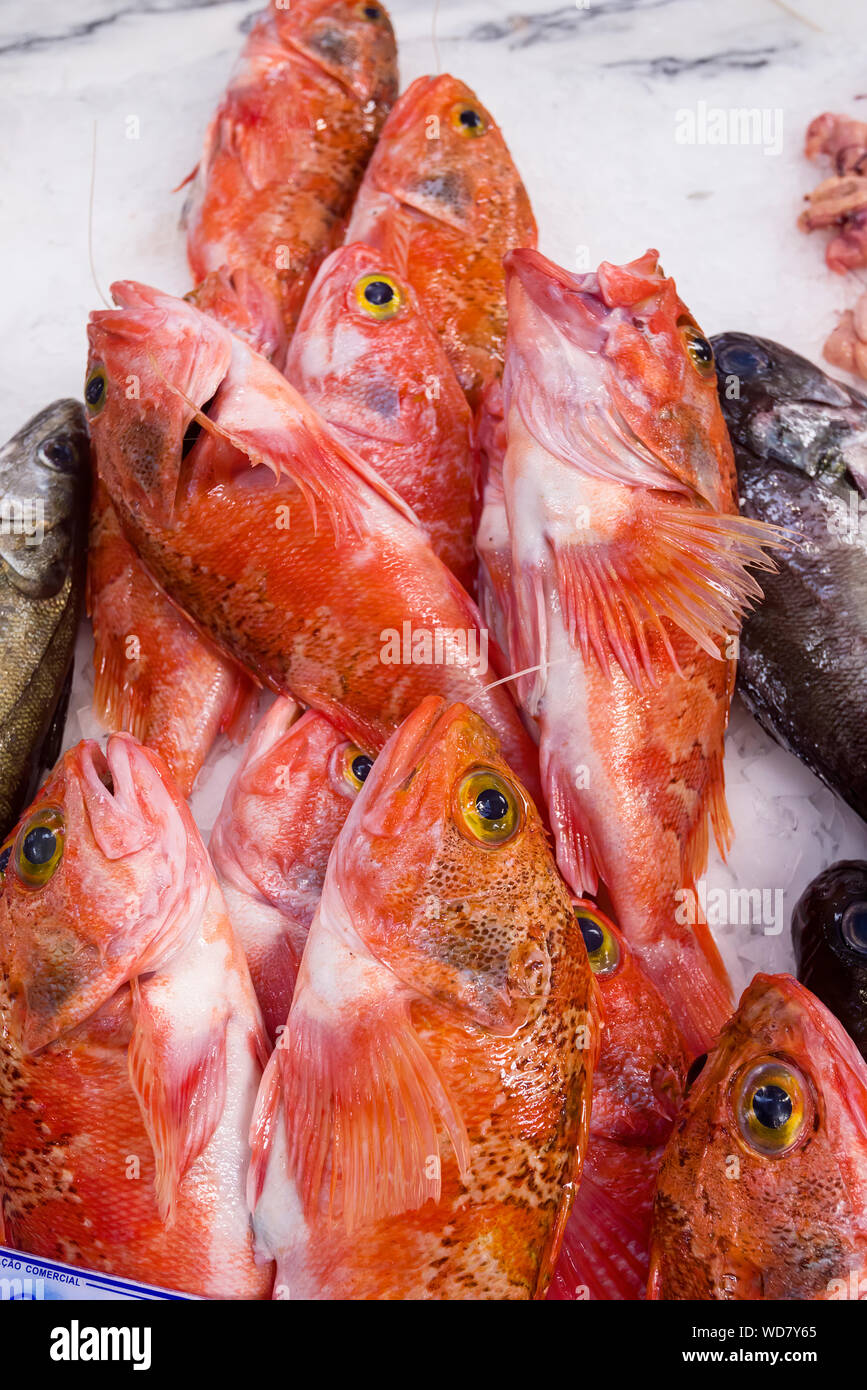 714 Rose Fish Stock Photos, High-Res Pictures, and Images - Getty Images