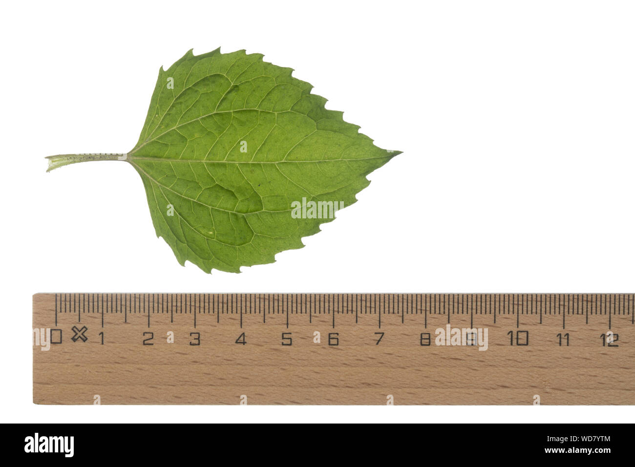 Behaartes Franzosenkraut, Behaartes Knopfkraut, Zottiges Franzosenkraut, Galinsoga ciliata, Galinsoga quadriradiata, Shaggy Soldier, hairy galinsoga, Stock Photo