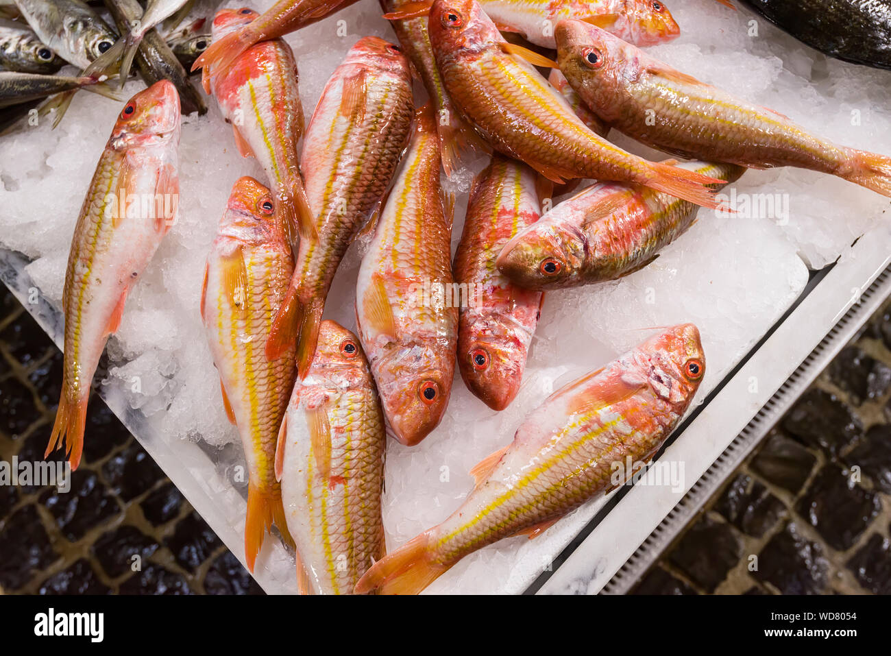 Portuguese red mullet hi-res stock photography and images - Alamy