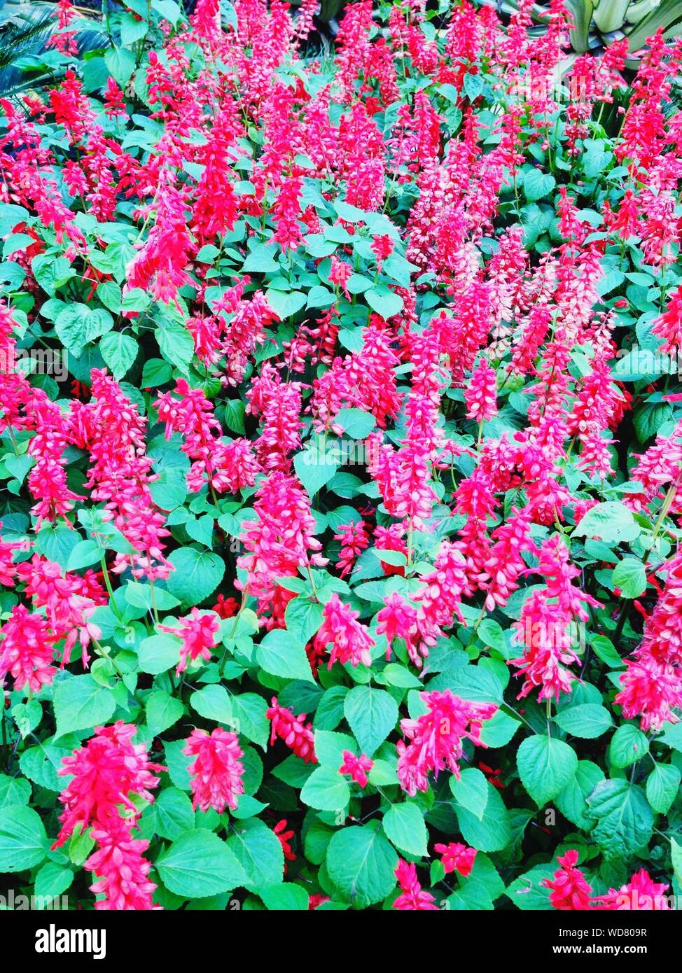 Pink wildflowers hi-res stock photography and images - Alamy