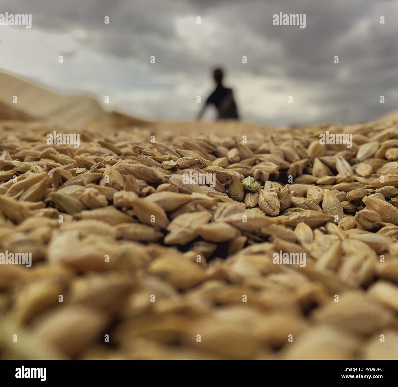 Close-up Of Wheat Seed Against Sky Stock Photo