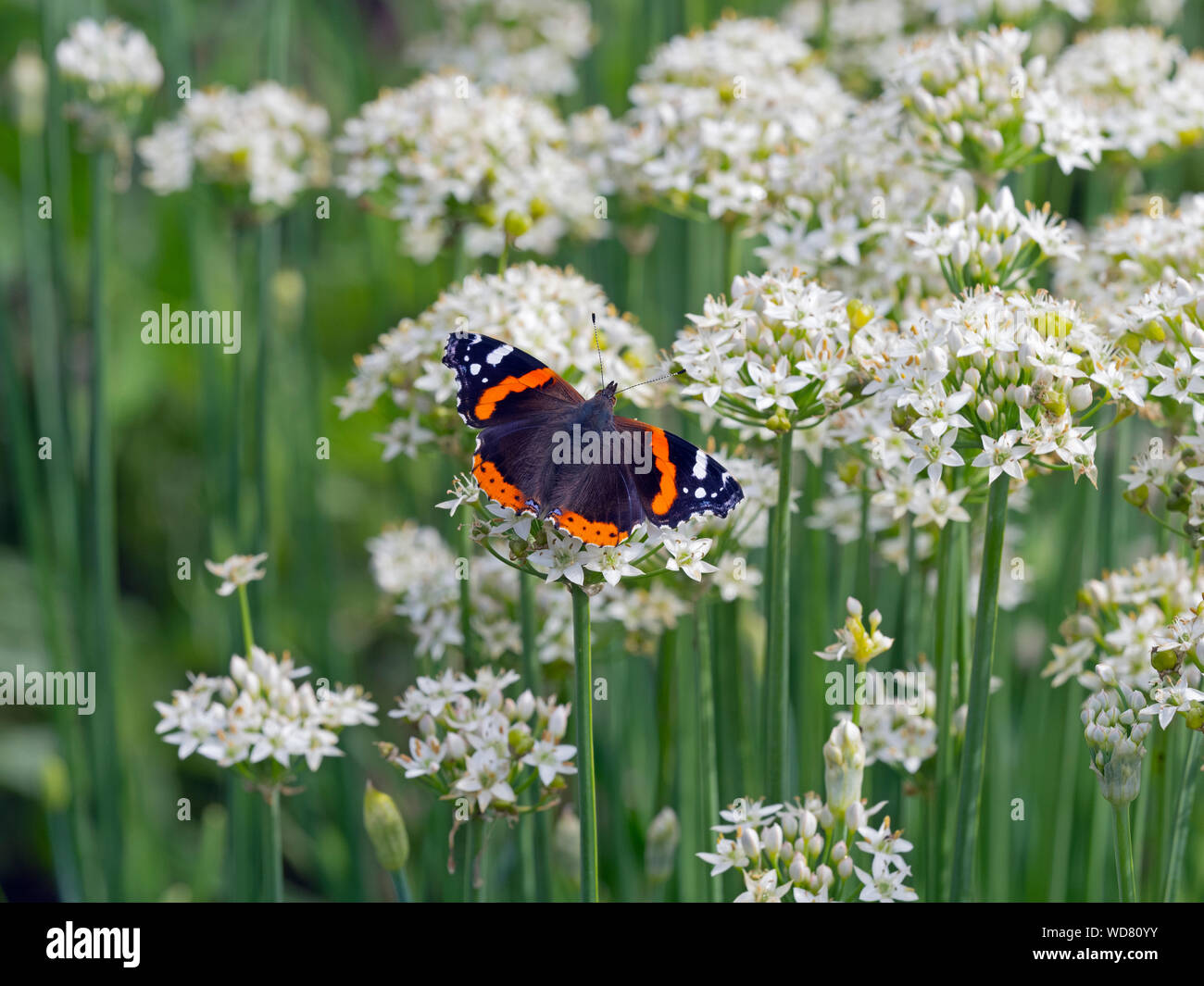 Red Admiral Butterfly Vanessa atalanta in flight on Allium tuberosum Garlic chive flowers Stock Photo