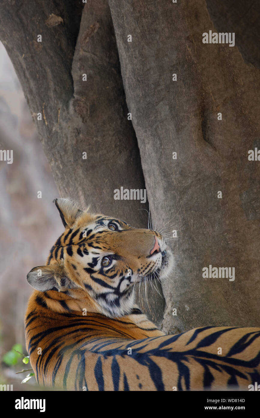 Young Bengal tiger (Panthera tigris tigris), Tadoba Andhari Tiger Reserve, Maharashtra state, India Stock Photo
