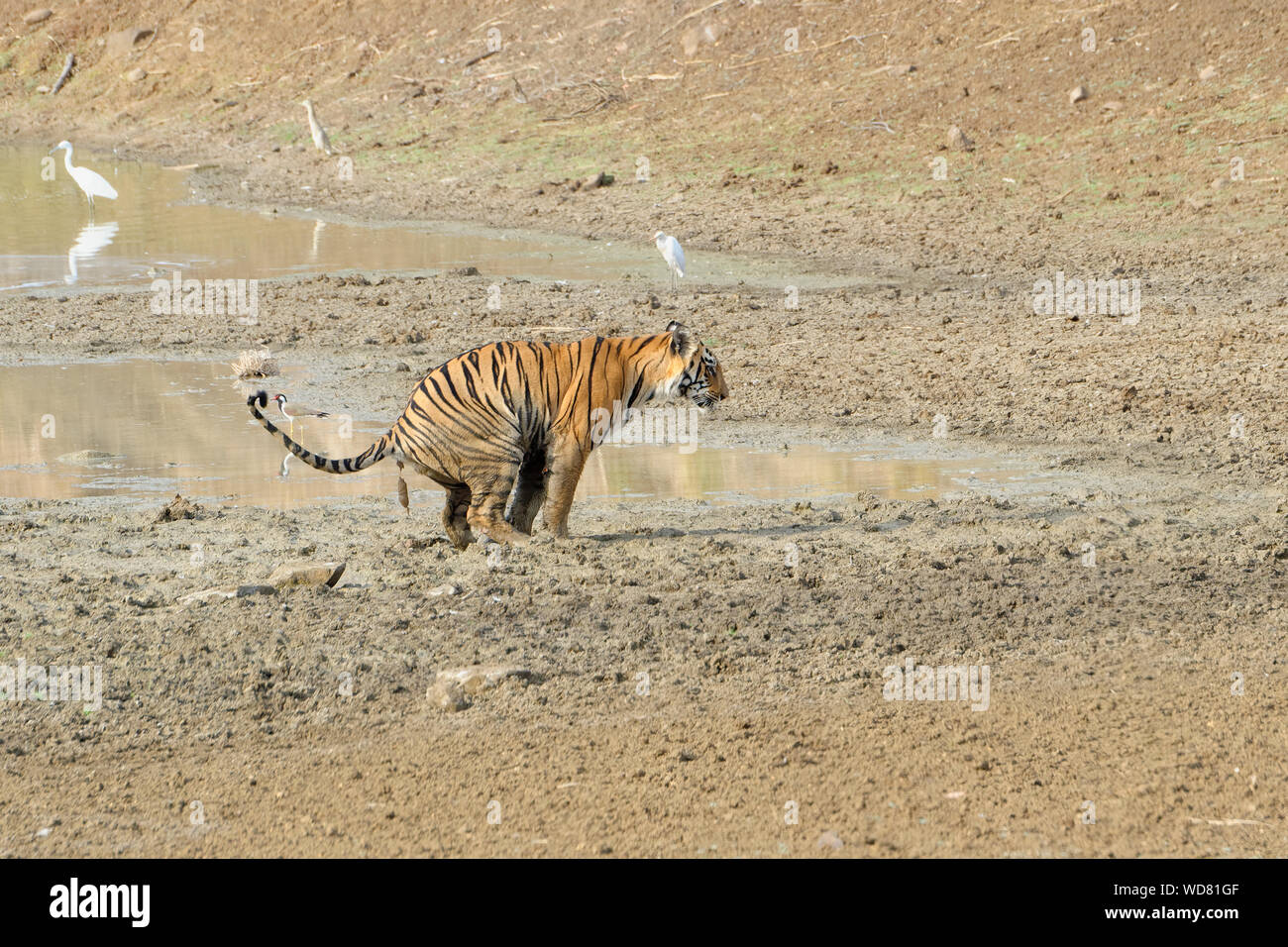 Female Bengal tiger (Panthera tigris tigris) defecating, Tadoba Andhari ...