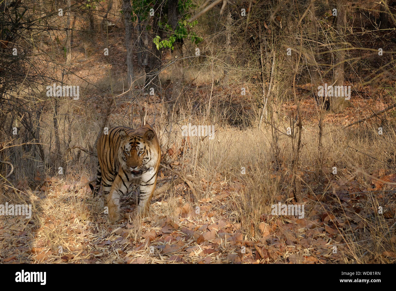 Male Bengal tiger (Panthera tigris tigris) in the forest, Bandhavgarh National Park, Madhya Pradesh, India Stock Photo