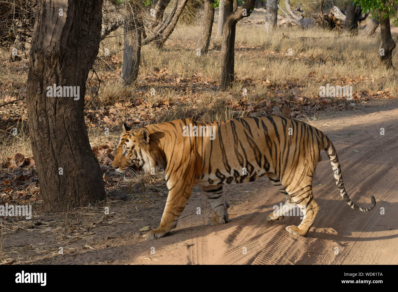 Male Bengal tiger (Panthera tigris tigris) in the forest, Bandhavgarh National Park, Madhya Pradesh, India Stock Photo